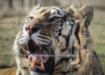 Sumatran tiger captured in Indonesia after second human attack