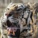 Sumatran tiger captured in Indonesia after second human attack