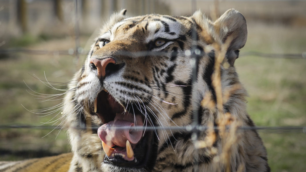 Sumatran tiger captured in Indonesia after second human attack