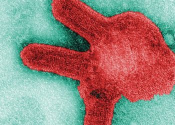 A microscopic image of the Marburg virus. PHOTO: CNN