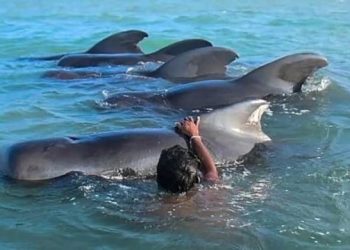 11 stranded pilot whales saved in Sri Lanka