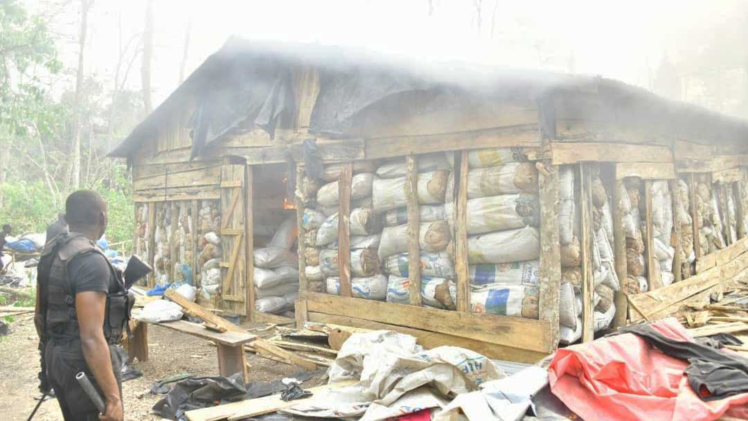 Ahead of polls, NDLEA storms Edo forest, destroys 7,286kgs skunk after gun battle