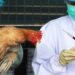 Bird flu-infested fowl