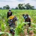 Farmers cultivating a maize farm