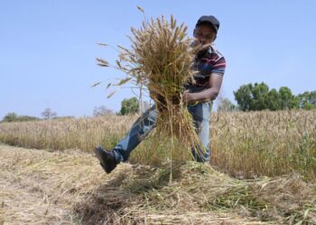 A worker from the Senegalese Agricultural Research Institute is seen in a wheat field in Sangalkam, near Dakar, on April 7, 2023. – Senegal has been harvesting its first fields of wheat since this week for large-scale production that would break with its total dependence on imports. Supply difficulties, the rise in grain prices and inflation caused by the war in Ukraine and the food crisis have stimulated the Senegalese self-sufficiency effort. (Photo by SEYLLOU / AFP)