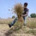 A worker from the Senegalese Agricultural Research Institute is seen in a wheat field in Sangalkam, near Dakar, on April 7, 2023. – Senegal has been harvesting its first fields of wheat since this week for large-scale production that would break with its total dependence on imports. Supply difficulties, the rise in grain prices and inflation caused by the war in Ukraine and the food crisis have stimulated the Senegalese self-sufficiency effort. (Photo by SEYLLOU / AFP)