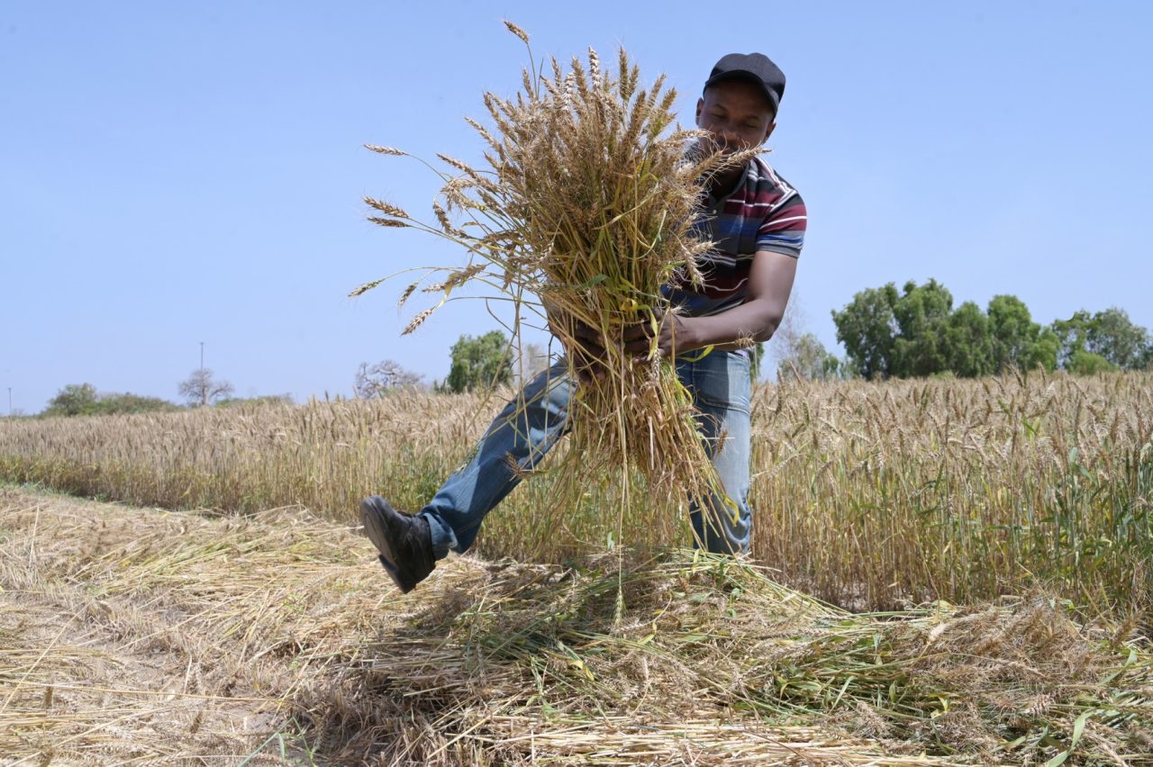 Senegal harvests first experimental homegrown wheat