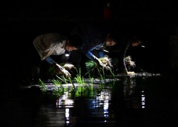 This photo taken on July 1, 2023 shows farmers planting rice on a paddy field at night-time in Hanoi. – For countless farmers in north and central Vietnam, planting in the dark has become a saviour during increasingly hot summers as South and Southeast Asia nations battle record-high temperatures this year. (Photo by Nhac NGUYEN / AFP)