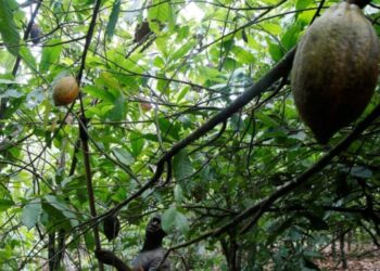 One of Nestle’s reforestation projects in Ivory Coast.PIX: Malay Times