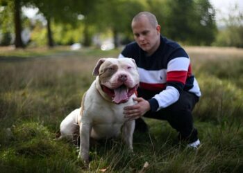 UK government urged to tackle ‘killer’ XL bully dogs