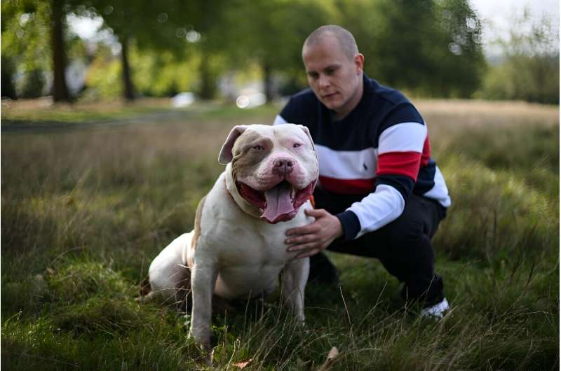 UK government urged to tackle ‘killer’ XL bully dogs