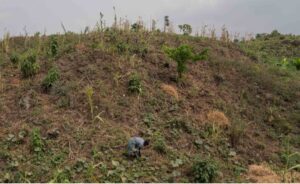 DR Congo Conflict Fuels Forest Loss