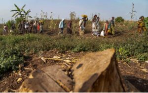 DR Congo Conflict Fuels Forest Loss