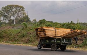 DR Congo Conflict Fuels Forest Loss